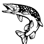 Szczupak